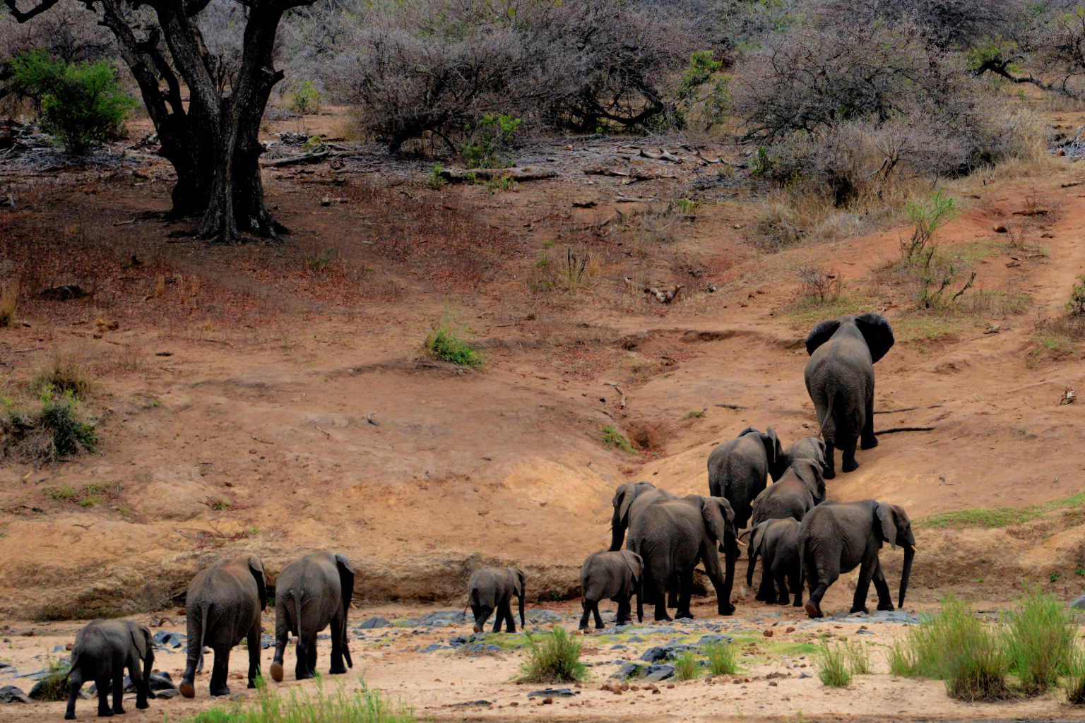 Majestic South Africa Tour